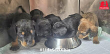 MAURIZIO, Hund, Mischlingshund in Italien - Bild 12