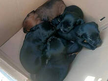 MAURIZIO, Hund, Mischlingshund in Italien - Bild 13