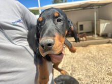 MAURIZIO, Hund, Mischlingshund in Italien - Bild 5