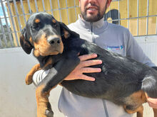 MAURIZIO, Hund, Mischlingshund in Italien - Bild 6