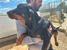 MAURIZIO, Hund, Mischlingshund in Italien - Bild 7