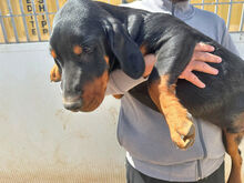 MAURIZIO, Hund, Mischlingshund in Italien - Bild 8