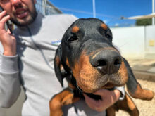 MAURIZIO, Hund, Mischlingshund in Italien - Bild 9