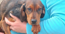 MICHELE, Hund, Mischlingshund in Italien - Bild 10