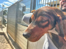 MICHELE, Hund, Mischlingshund in Italien - Bild 5