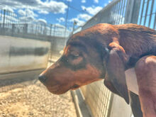 MICHELE, Hund, Mischlingshund in Italien - Bild 6