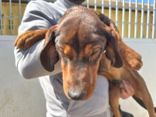 MICHELE, Hund, Mischlingshund in Italien - Bild 7