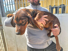 MICHELE, Hund, Mischlingshund in Italien - Bild 8