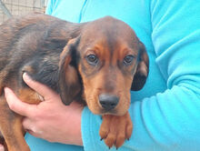 MICHELE, Hund, Mischlingshund in Italien - Bild 9