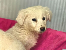 LOREDANA, Hund, Mischlingshund in Italien - Bild 6