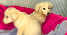 LOREDANA, Hund, Mischlingshund in Italien - Bild 7