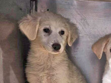 LOREDANA, Hund, Mischlingshund in Italien - Bild 8