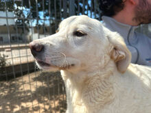 ARISA, Hund, Mischlingshund in Italien - Bild 10