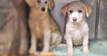 ARISA, Hund, Mischlingshund in Italien - Bild 12