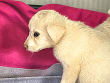 ARISA, Hund, Mischlingshund in Italien - Bild 13