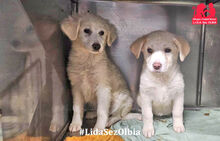 ARISA, Hund, Mischlingshund in Italien - Bild 14