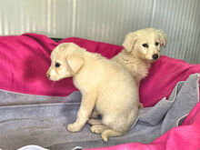ARISA, Hund, Mischlingshund in Italien - Bild 15