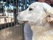ARISA, Hund, Mischlingshund in Italien - Bild 6
