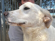 ARISA, Hund, Mischlingshund in Italien - Bild 7