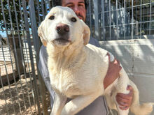 ARISA, Hund, Mischlingshund in Italien - Bild 8