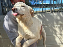 ARISA, Hund, Mischlingshund in Italien - Bild 9