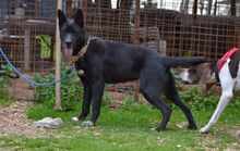 KIRA, Hund, Mischlingshund in Griechenland - Bild 6