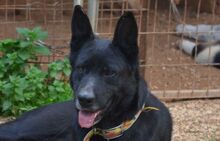 KIRA, Hund, Mischlingshund in Griechenland - Bild 7