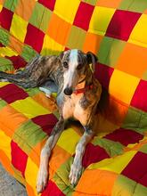 PRINCESSA, Hund, Galgo Español in Wittmund - Bild 2