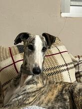 PRINCESSA, Hund, Galgo Español in Wittmund - Bild 3