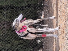 PRINCESSA, Hund, Galgo Español in Wittmund - Bild 4
