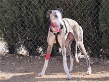 PRINCESSA, Hund, Galgo Español in Wittmund - Bild 5