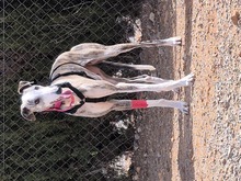 PRINCESSA, Hund, Galgo Español in Wittmund - Bild 6