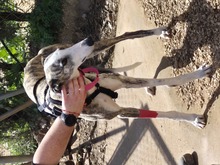 PRINCESSA, Hund, Galgo Español in Wittmund - Bild 7