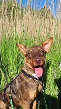ANNA, Hund, Mischlingshund in Oldenburg - Bild 1