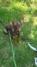 ANNA, Hund, Mischlingshund in Oldenburg - Bild 2
