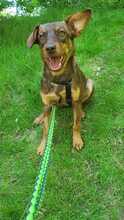ANNA, Hund, Mischlingshund in Oldenburg - Bild 3
