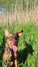 ANNA, Hund, Mischlingshund in Oldenburg - Bild 4
