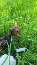 ANNA, Hund, Mischlingshund in Oldenburg - Bild 5