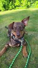 ANNA, Hund, Mischlingshund in Oldenburg - Bild 6