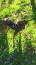 ANNA, Hund, Mischlingshund in Oldenburg - Bild 7
