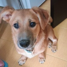 GIZMO, Hund, Mischlingshund in Rumänien - Bild 14