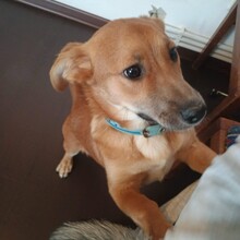 GIZMO, Hund, Mischlingshund in Rumänien - Bild 15