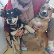 GIZMO, Hund, Mischlingshund in Rumänien - Bild 16