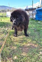 ARKOS, Hund, Neufundländer in Griechenland - Bild 10