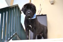 ARKOS, Hund, Neufundländer in Griechenland - Bild 8