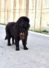 ARKOS, Hund, Neufundländer in Griechenland - Bild 9