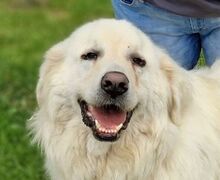 LEON2, Hund, Maremmano-Mix in Döhlau