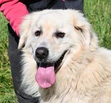 LEON2, Hund, Pyrenäenberghund-Mix in Slowakische Republik