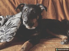RAYA, Hund, Mischlingshund in Hannover