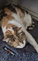 MARIGOLD, Katze, Europäisch Kurzhaar in Langenhagen - Bild 4